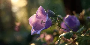 Bellflower (4)
