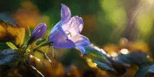 Bellflower (5)