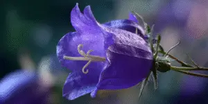 Bellflower deep purple bloom, macro side view, textured petals.