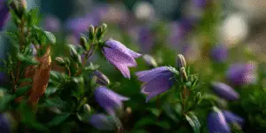 Bellflower