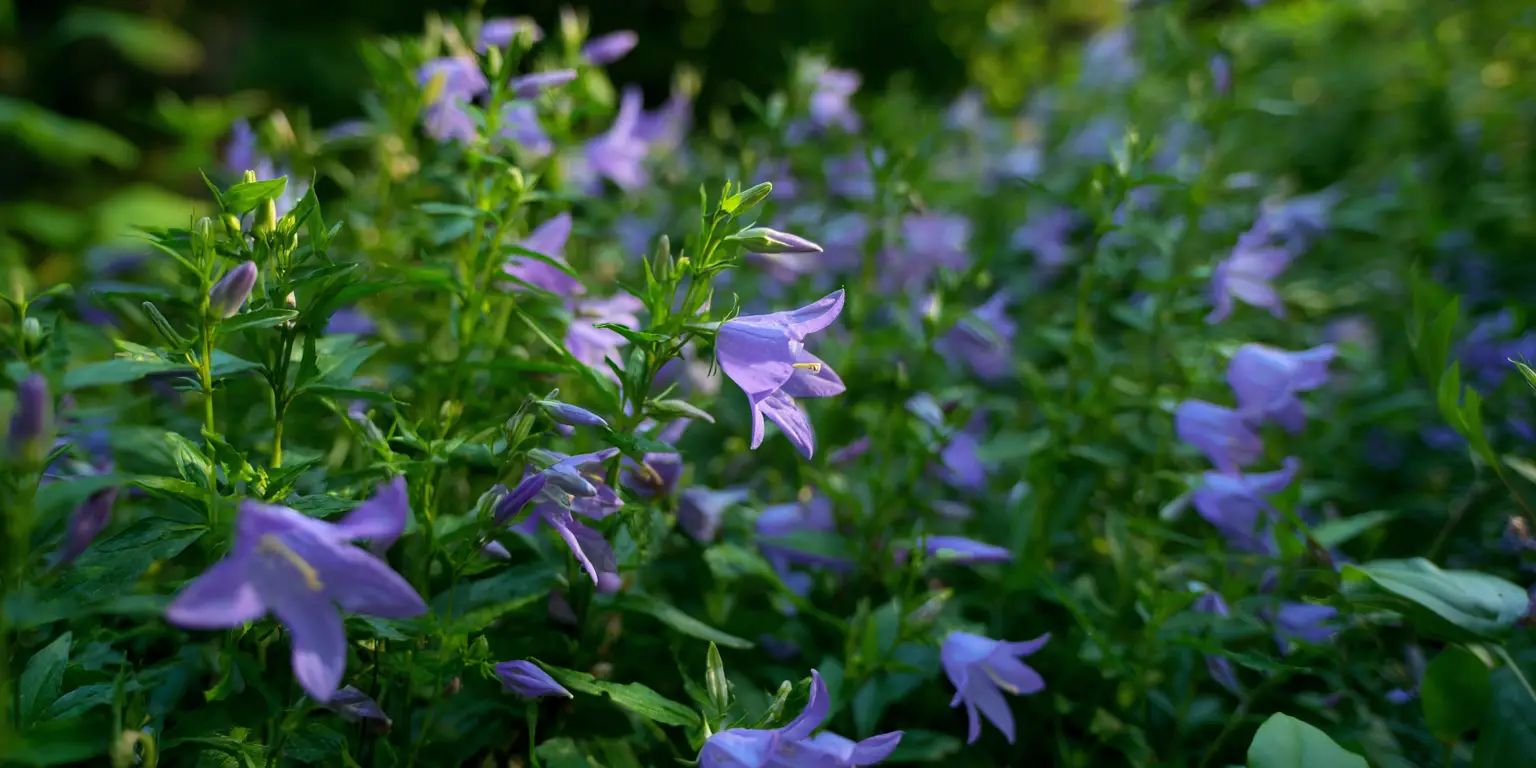 Bellflower mass planting, violet bells in evening light.