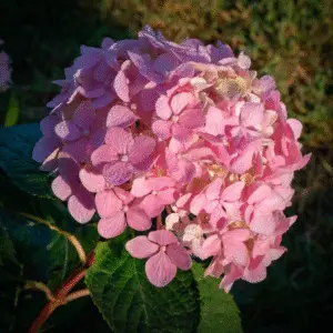 Pink hydrangea with morning dew