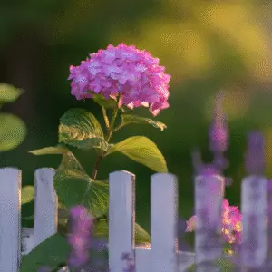 Pink hydrangea blooming by white fence