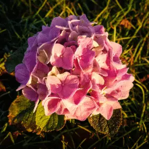 Pink hydrangea blooms with dew drops