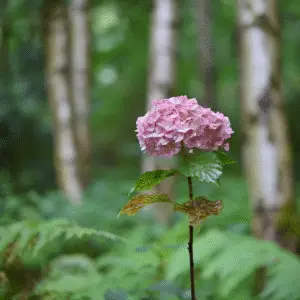 Pink hydrangea in lush green forest