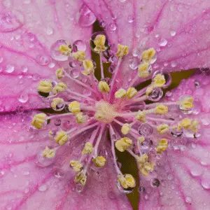 Pink flower with water droplets
