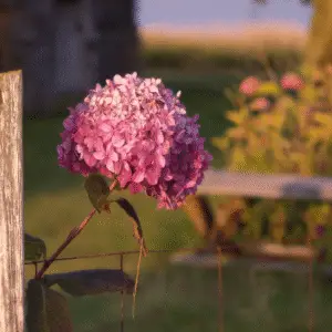 Pink hydrangea blooming near fence