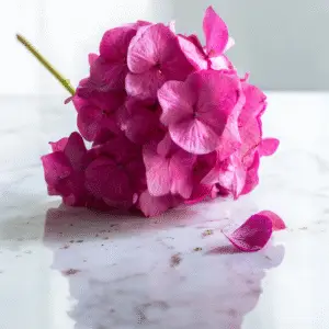Vibrant pink hydrangea on marble surface.