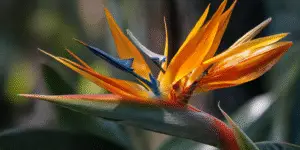Bird of Paradise Flower