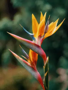 Bird of Paradise (17)