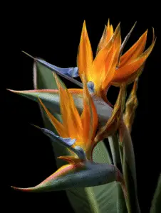 Bird of Paradise (21)