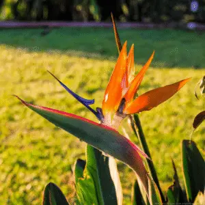 Vibrant orange and blue tropical flower