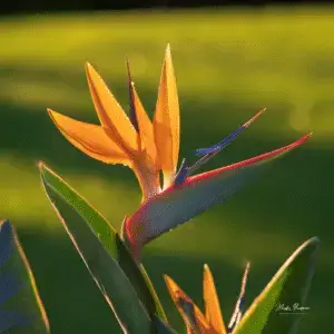 Vibrant flower with striking colors