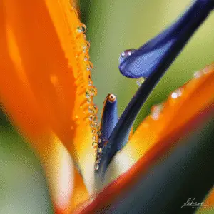 Vibrant flower with water droplets