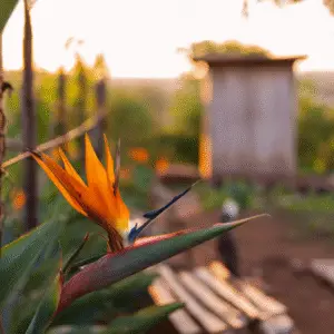 Vibrant flower against blurred background