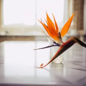 Vibrant flower in glass vase