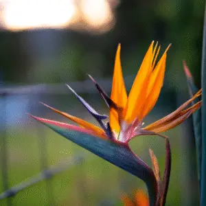 Vibrant orange flower against blurred background