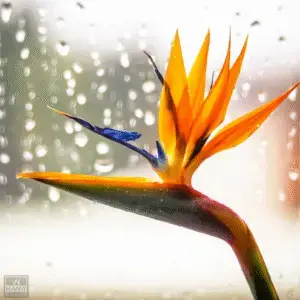Vibrant flower against rainy background.