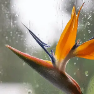 Vibrant flower against rainy window