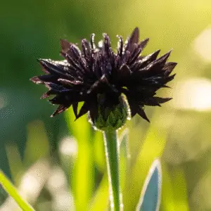 Black Ball Cornflower flower