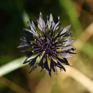 Black Ball Cornflower