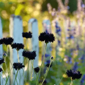 Black Ball Cornflower