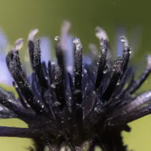 Black Ball Cornflower flower