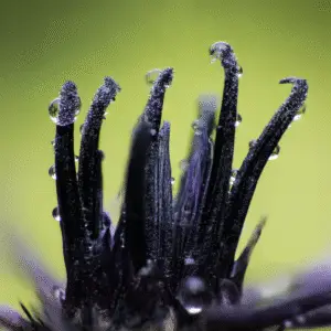 Black Ball Cornflower flower
