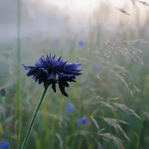 Black Ball Cornflower