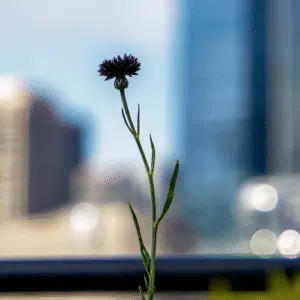 Black Ball Cornflower