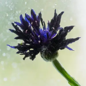 Black Ball Cornflower flower