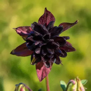 Black Barlow Columbine Flower