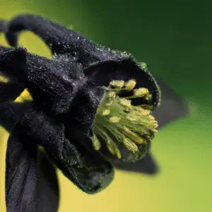 Black Barlow Columbine Flower