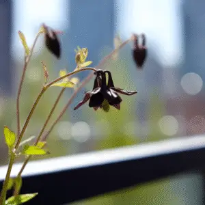 Black Barlow Columbine
