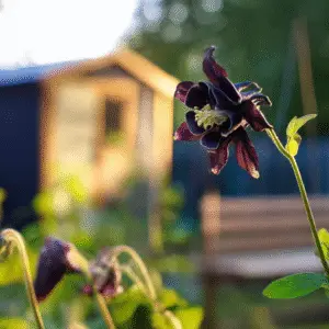 Black Barlow Columbine Flower