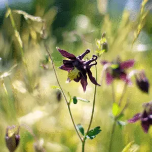 Black Barlow Columbine Flower