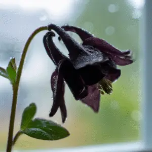 Black Barlow Columbine
