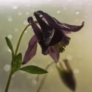 Black Barlow Columbine