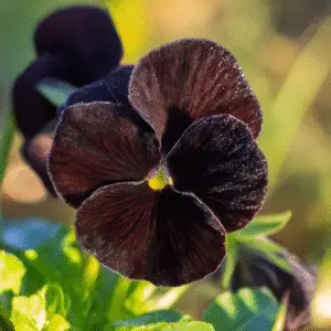 Black Beauty Pansy