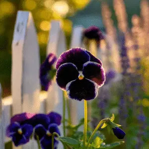 Black Beauty Pansy