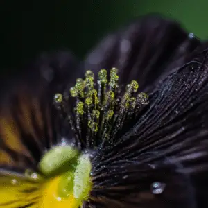 Black Beauty Pansy Flower