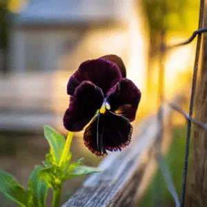 Black Beauty Pansy Flower