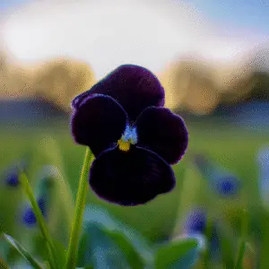 Black Beauty Pansy