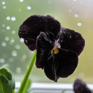 Black Beauty Pansy