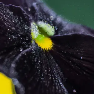 Black Beauty Pansy Flower
