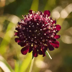 Black Knight Pincushion Flower
