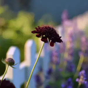 Black Knight Pincushion Flower
