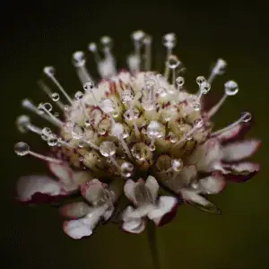 Black Knight Pincushion Flower