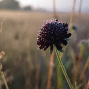 Black Knight Pincushion Flower