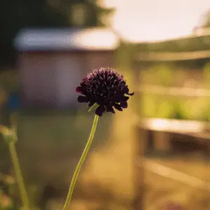Black Knight Pincushion Flower
